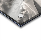 The Lonely Tree Acrylic print