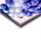 Muscari Buds Acrylic print