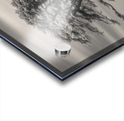 Llansteffan Cedar Tree Acrylic print