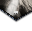 White Swan Acrylic print