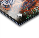 Wall Tiger Acrylic print