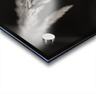 Woodland Study 7 Acrylic print