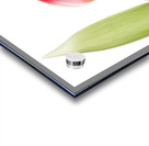 Red Tulip Acrylic print