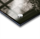 Daffodils Acrylic print