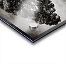 Roman Forum Trees Acrylic print