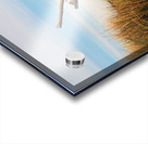 Driftwood Acrylic print