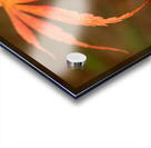 Japanese Maple Leaf Impression Acrylique