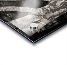 Burghley Birch Tree Acrylic print