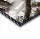 Bodnant Tree Impression Acrylique