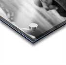 Icelandic Horses Acrylic print