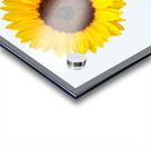 Sunflower Acrylic print