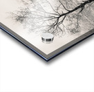 Loch Etive Tree Acrylic print