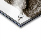 Highland Coo Acrylic print