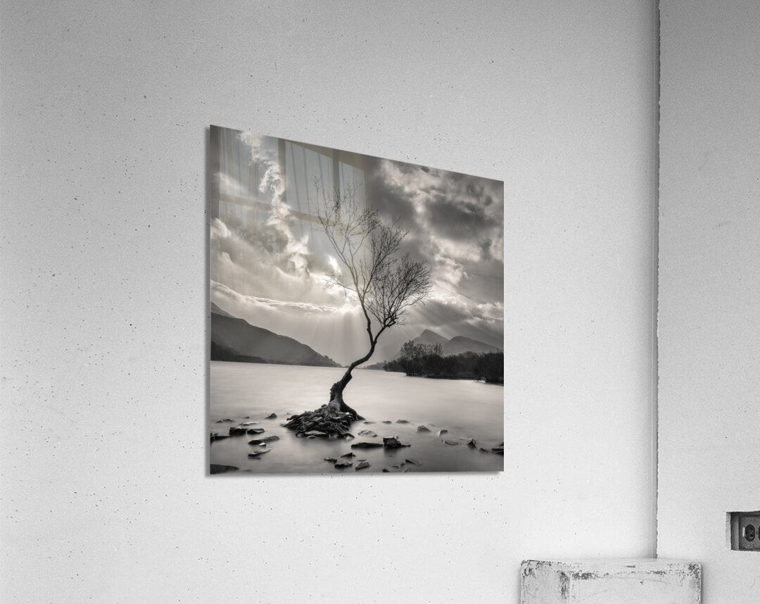 The Lonely Tree Acrylic Print
