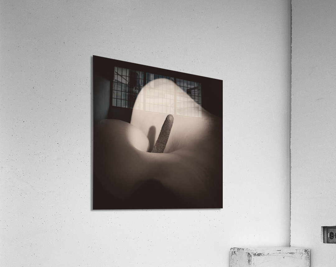 Calla Lily Acrylic Print