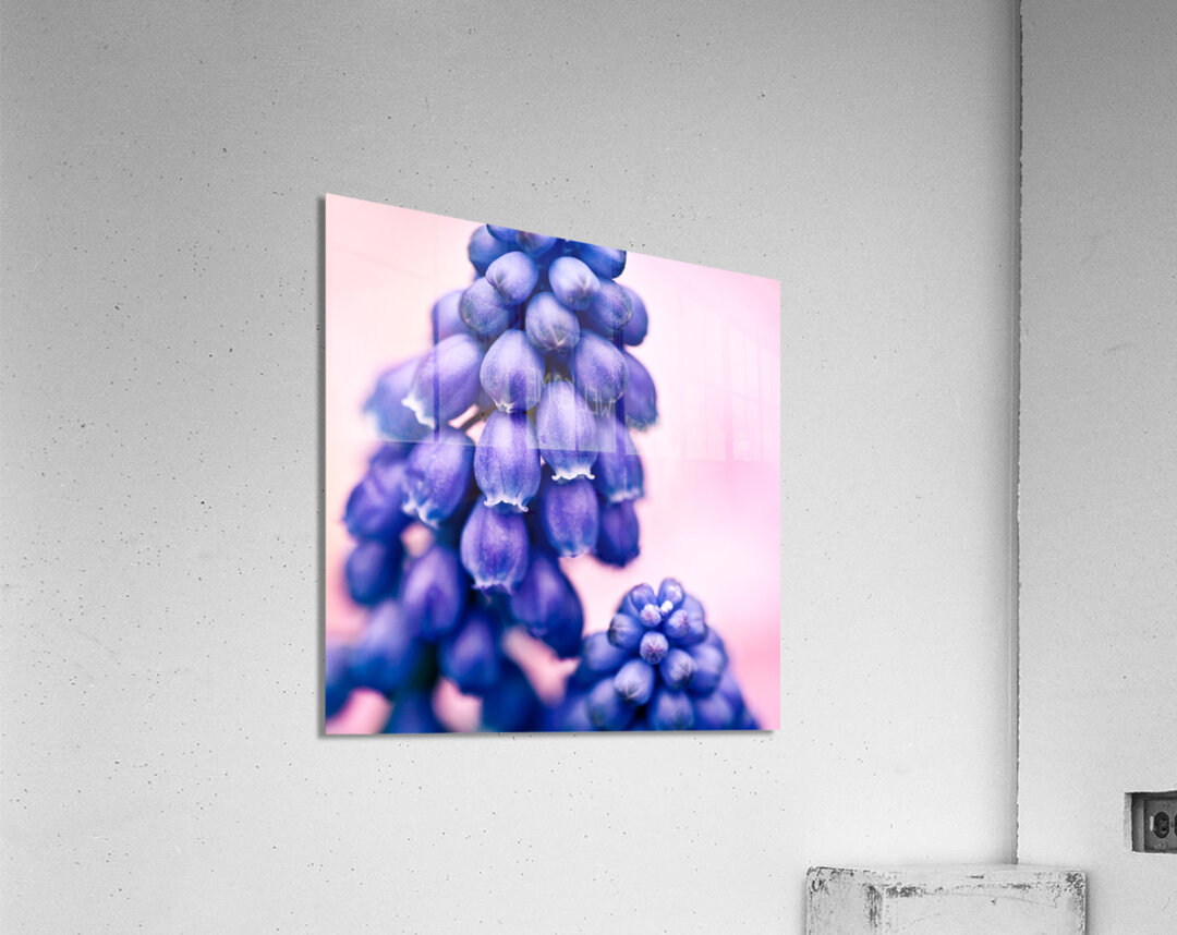Muscari Buds Acrylic Print