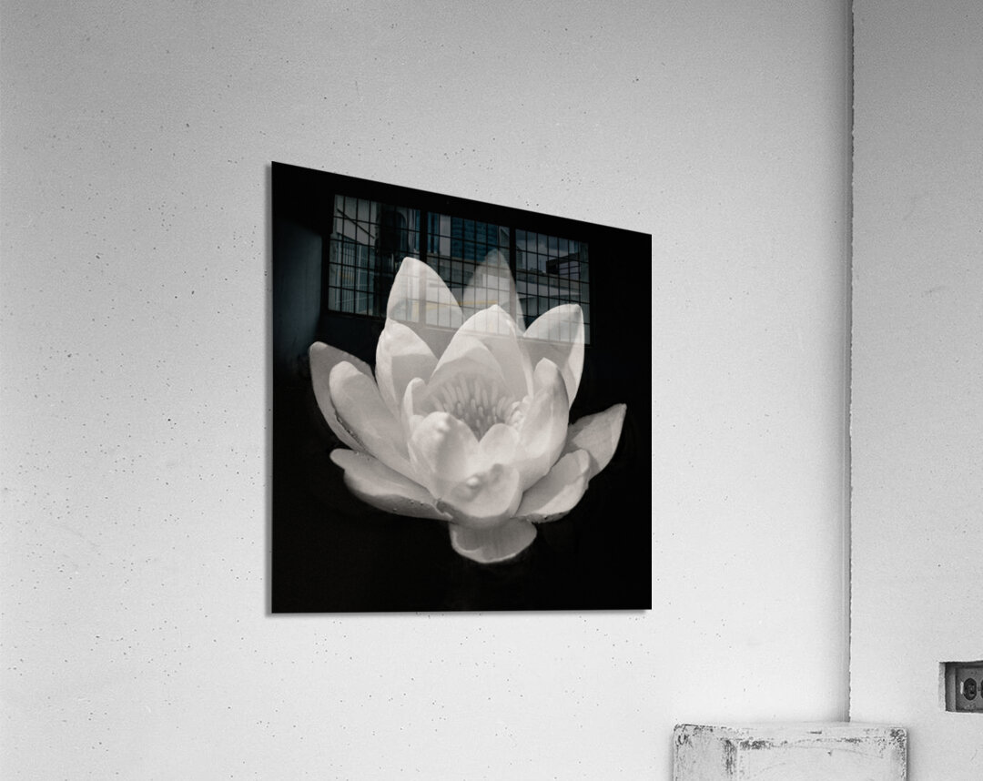 Water Lily Acrylic Print