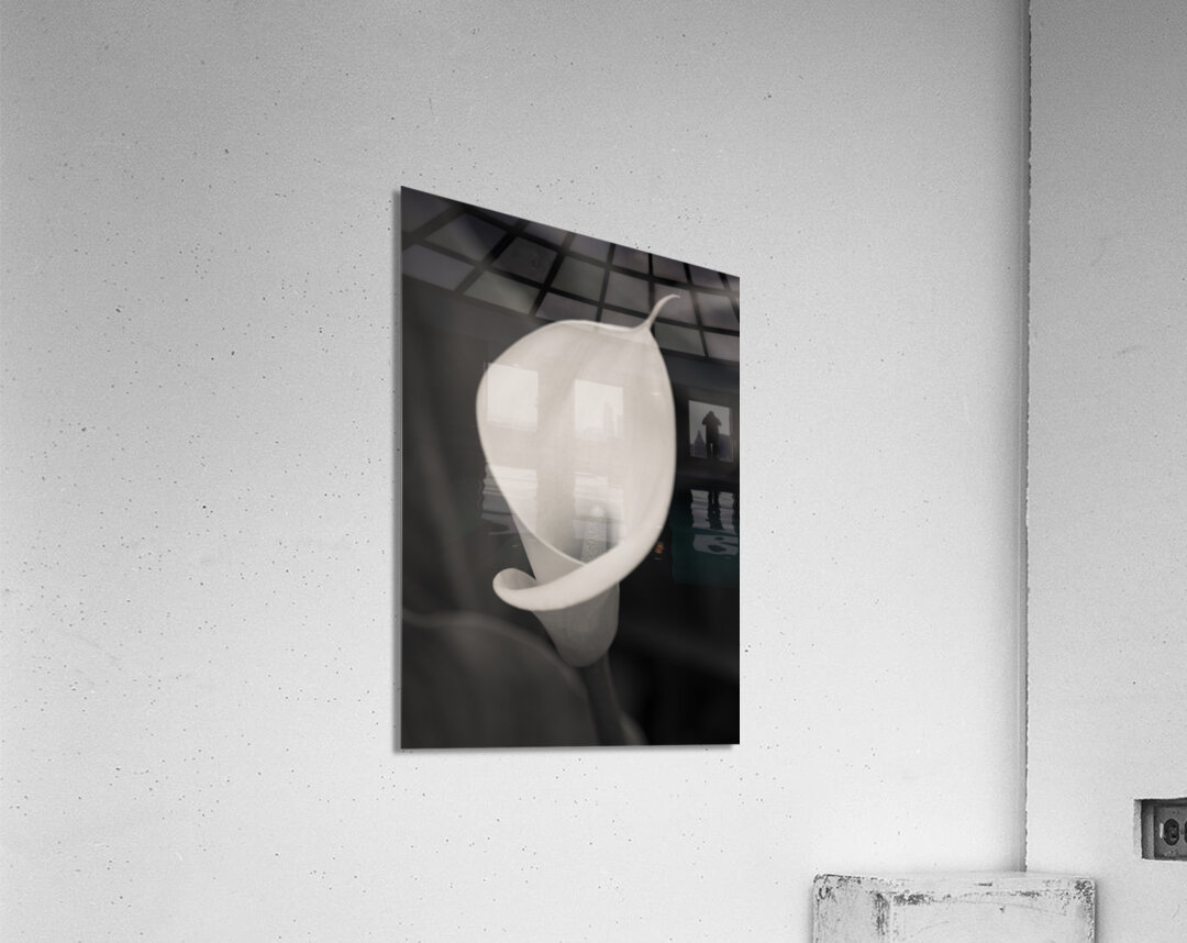 Calla Lily Bloom Acrylic Print