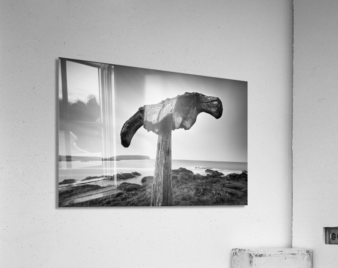 Whalebone Acrylic Print