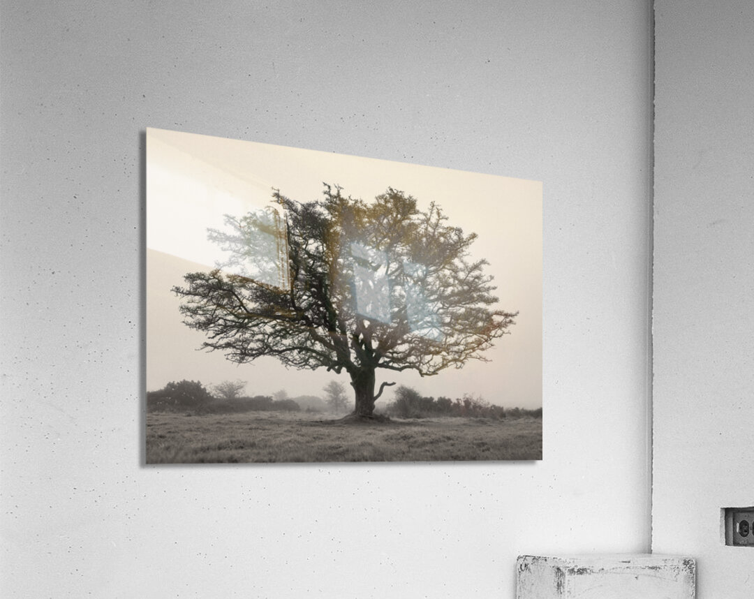 Exmoor Tree Acrylic Print