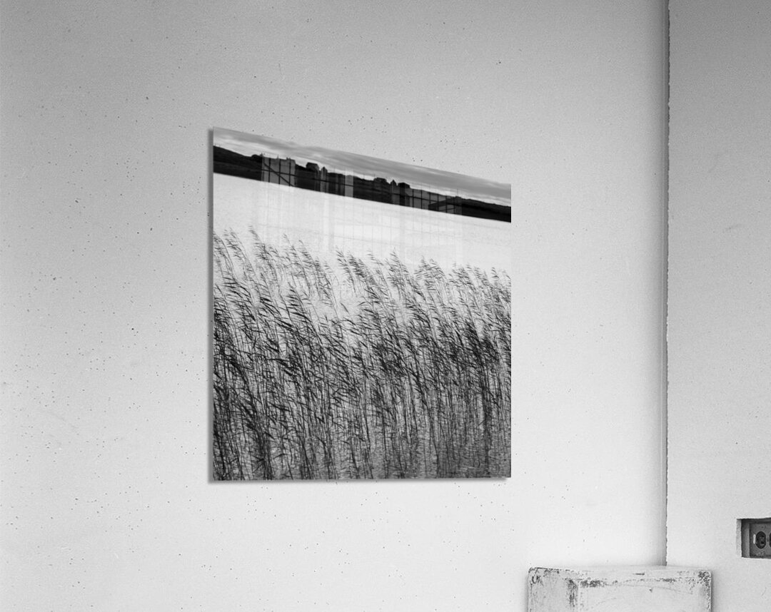 Uist Reeds Acrylic Print