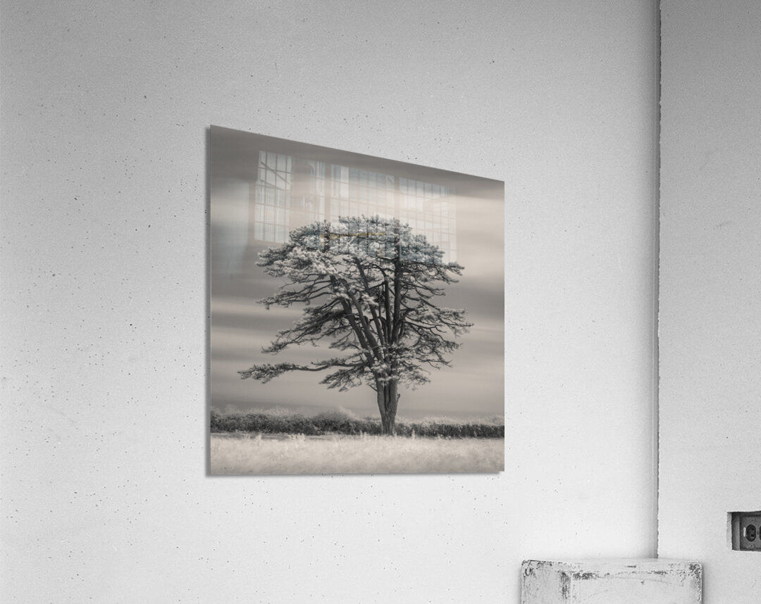 Llansteffan Cedar Tree Acrylic Print