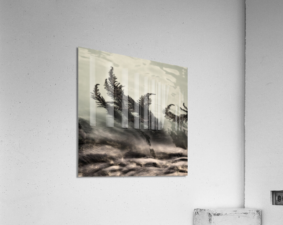 Water Fronds Acrylic Print