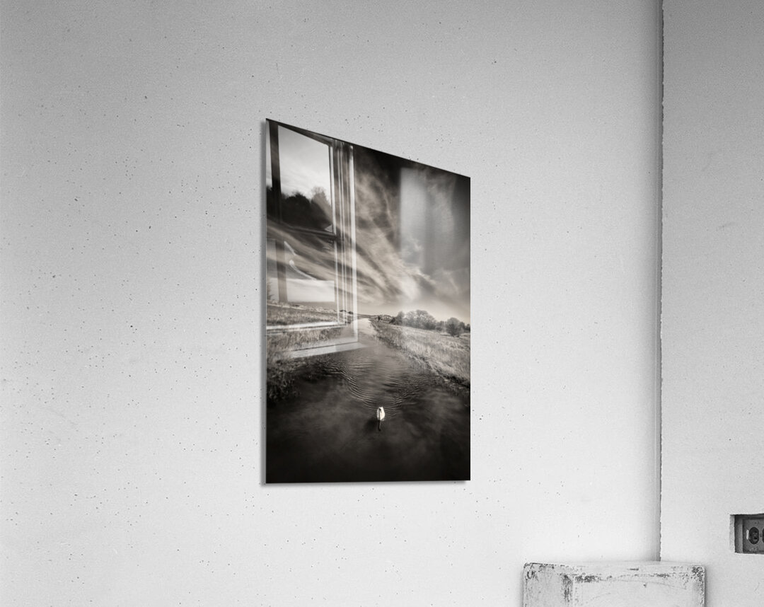 White Swan Acrylic Print