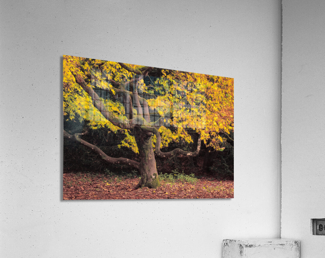 Japanese Maple at Autumn Impression acrylique