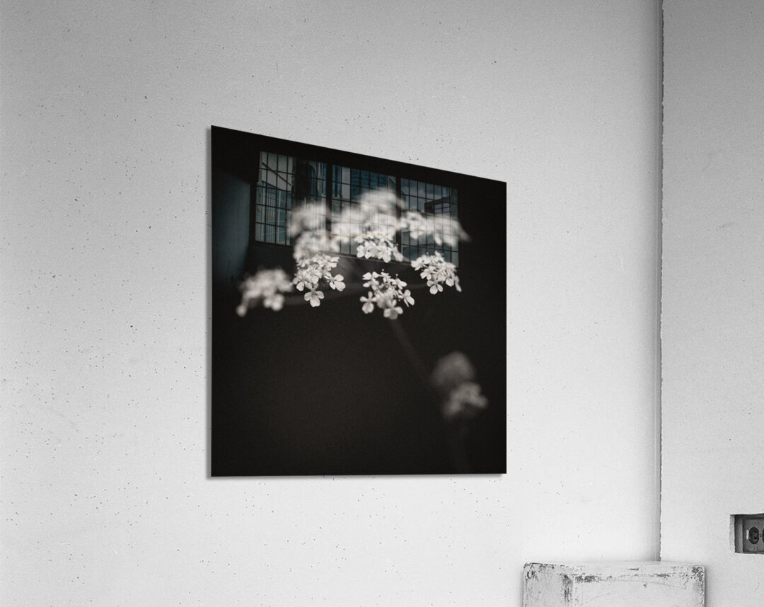 Woodland Study 2 Acrylic Print