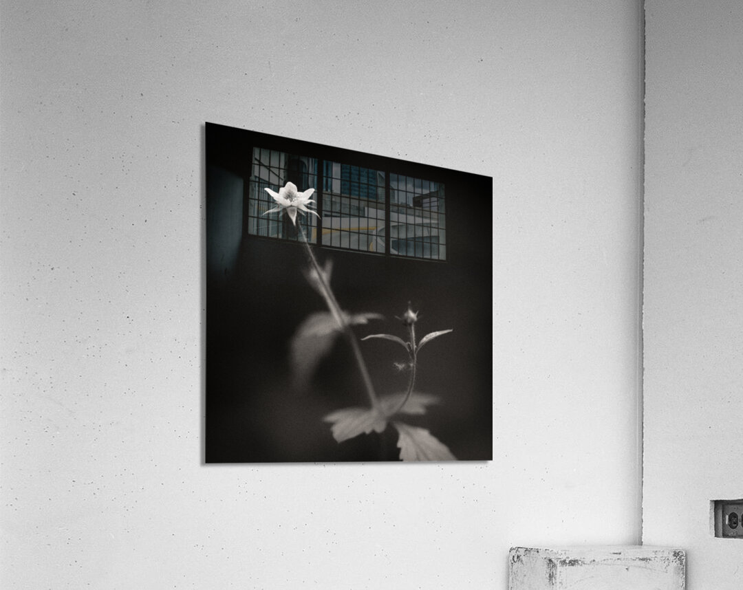 Woodland Study 3 Impression acrylique