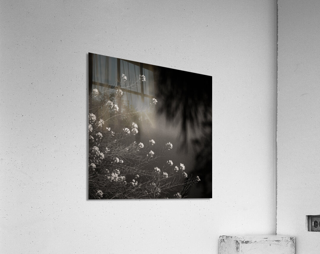 Woodland Study 12 Acrylic Print