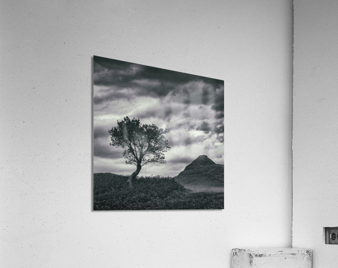 Assynt Tree Impression acrylique