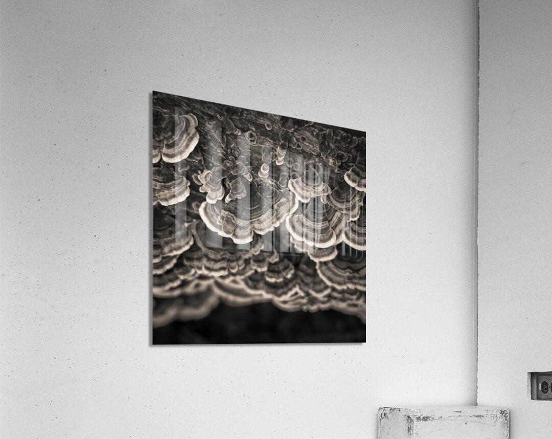 Bracket Fungi Acrylic Print