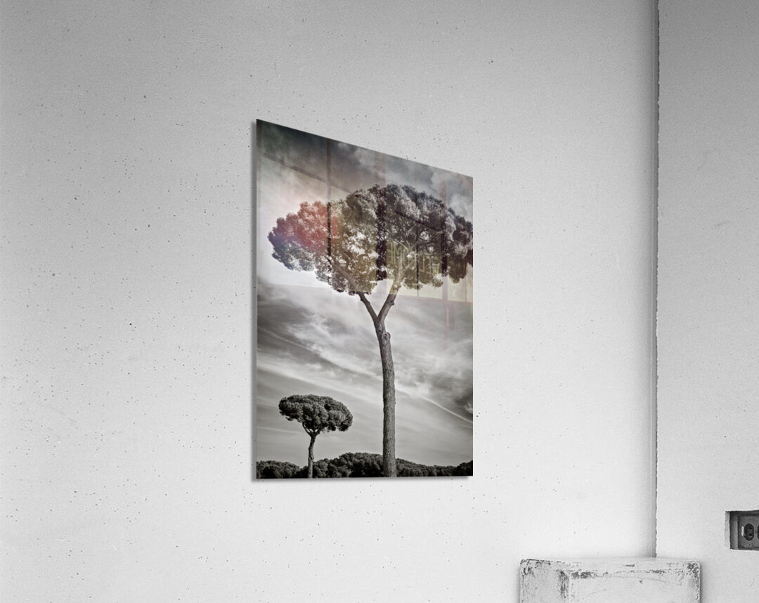 Roman Forum Trees Acrylic Print