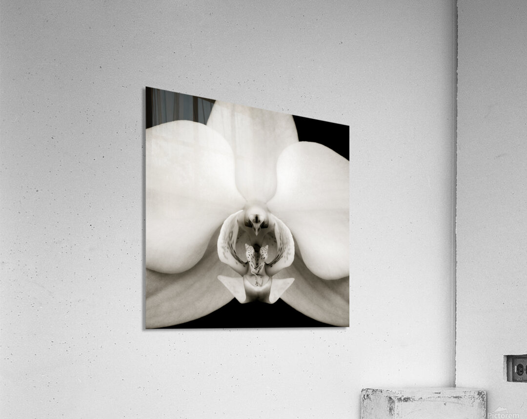 Orchid Acrylic Print