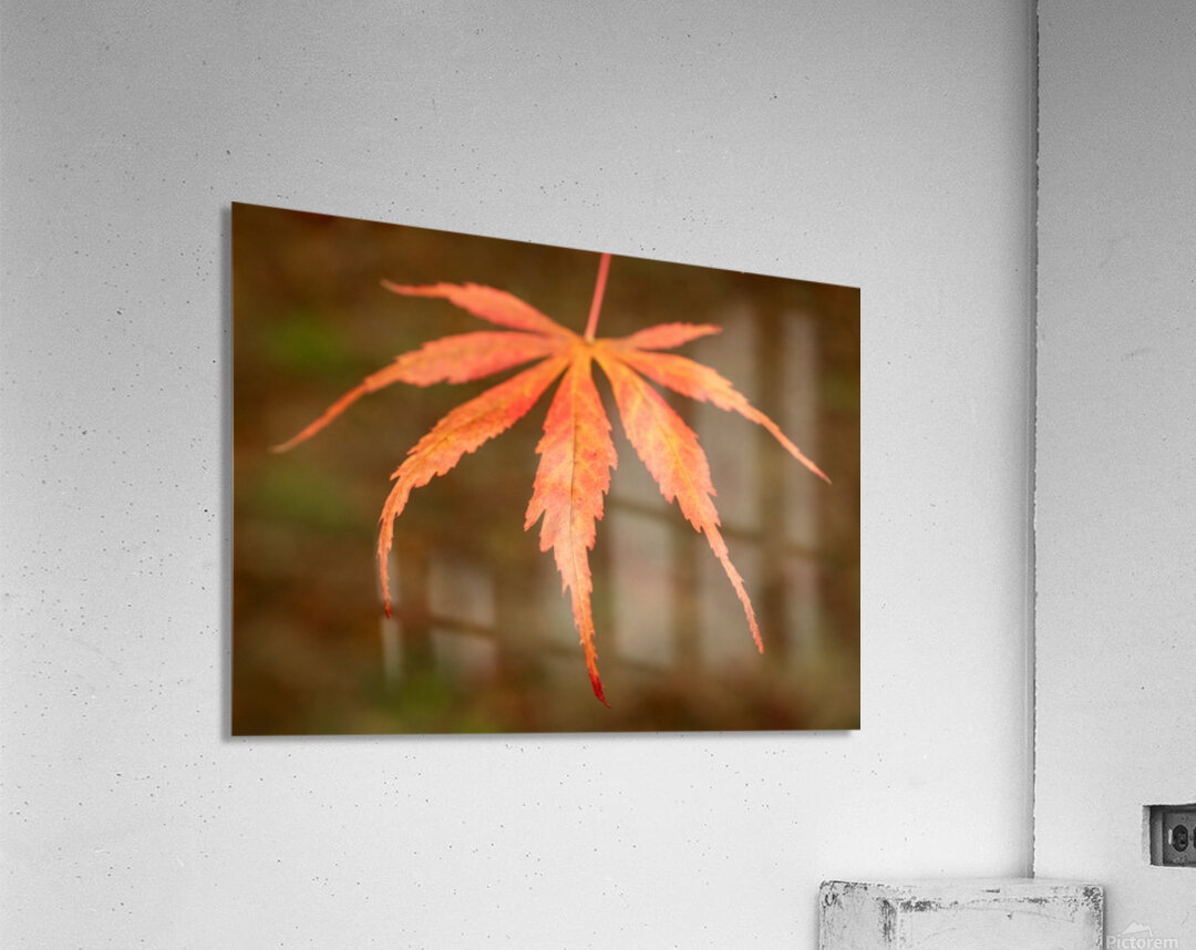 Japanese Maple Leaf Impression acrylique