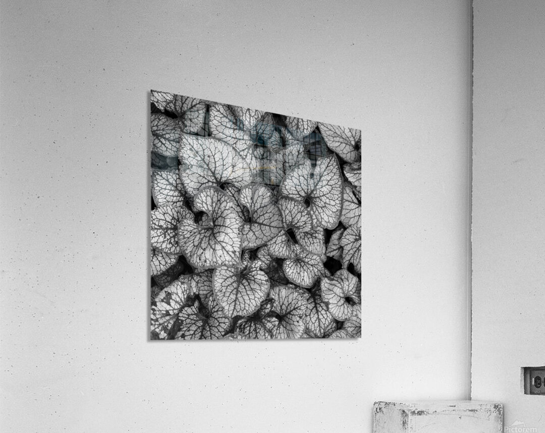 Jack Frost Plant Acrylic Print