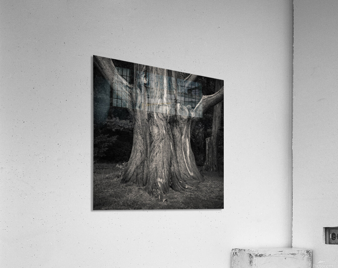 Plas Newydd Tree Impression acrylique