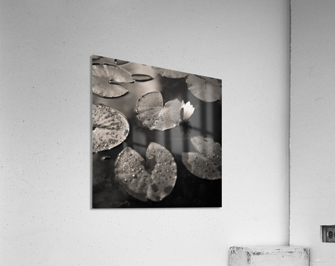 Water Lily After Rain Impression acrylique