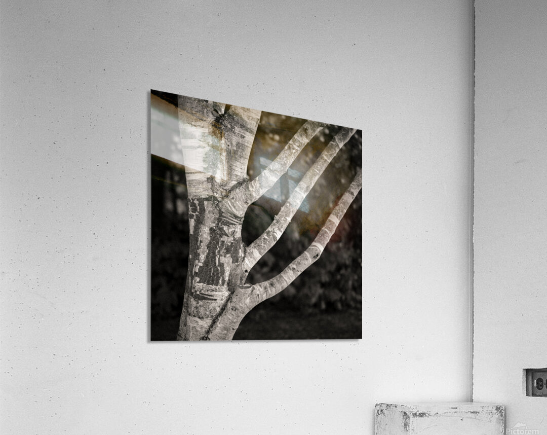 Burghley Birch Tree Acrylic Print