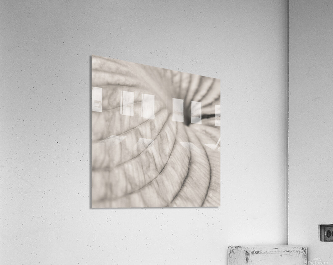 Hosta Leaf Acrylic Print
