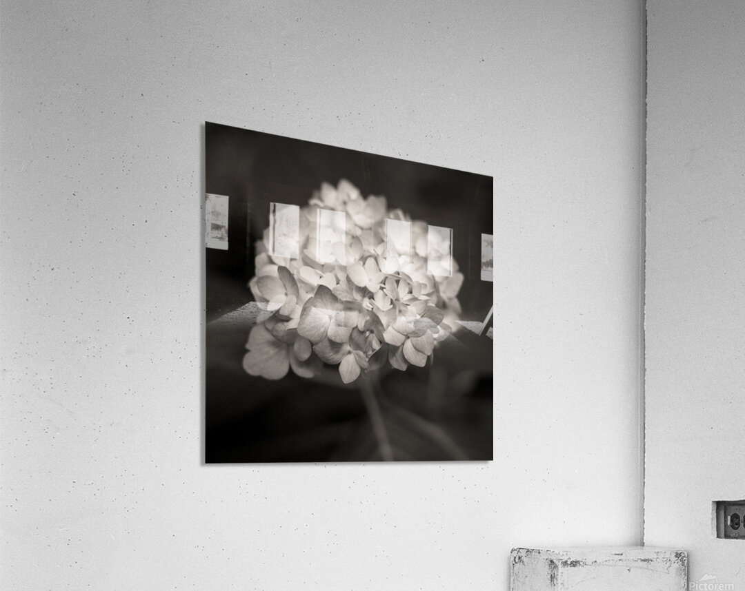 Hydrangea Acrylic Print