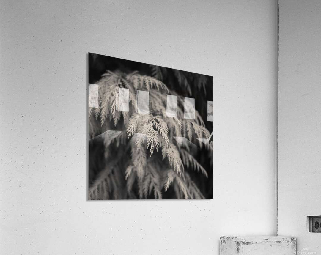 Cypress Leaves Acrylic Print