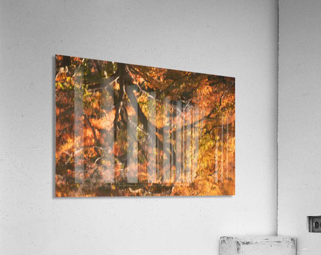 Shinjuku Gyoen Autumn Reflection Acrylic Print