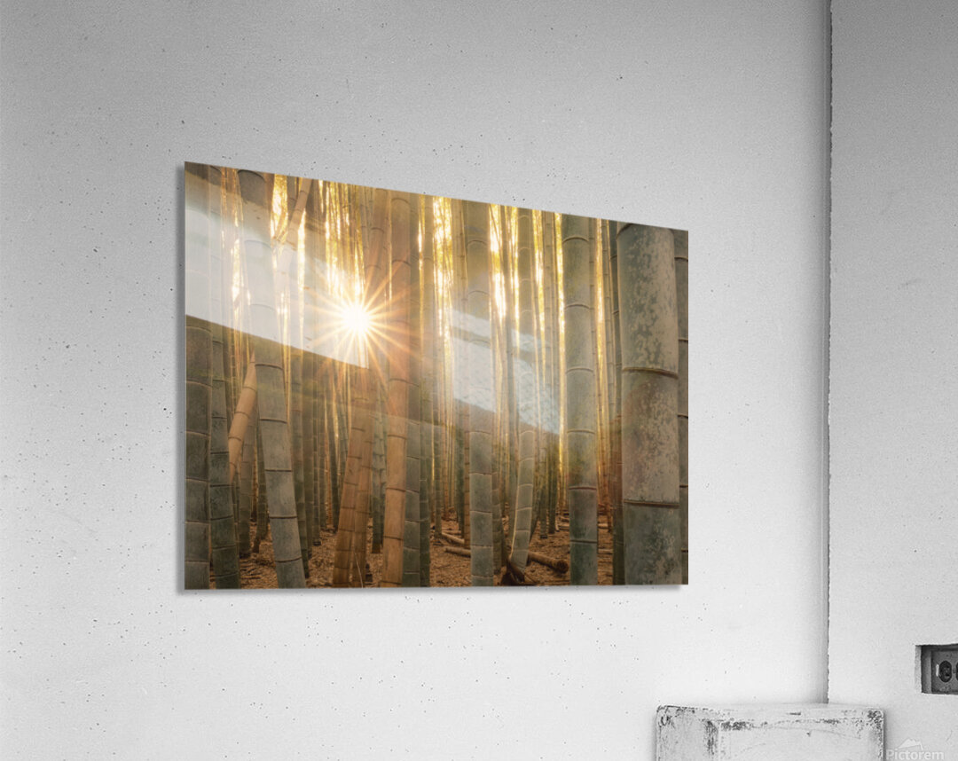 Sunlight in the Bamboo Forest Acrylic Print