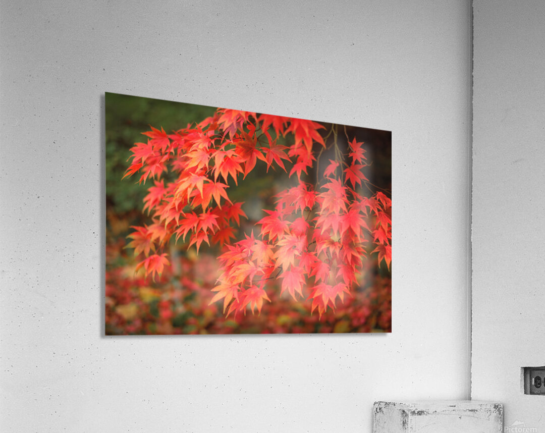 Japanese Red Maple Impression acrylique