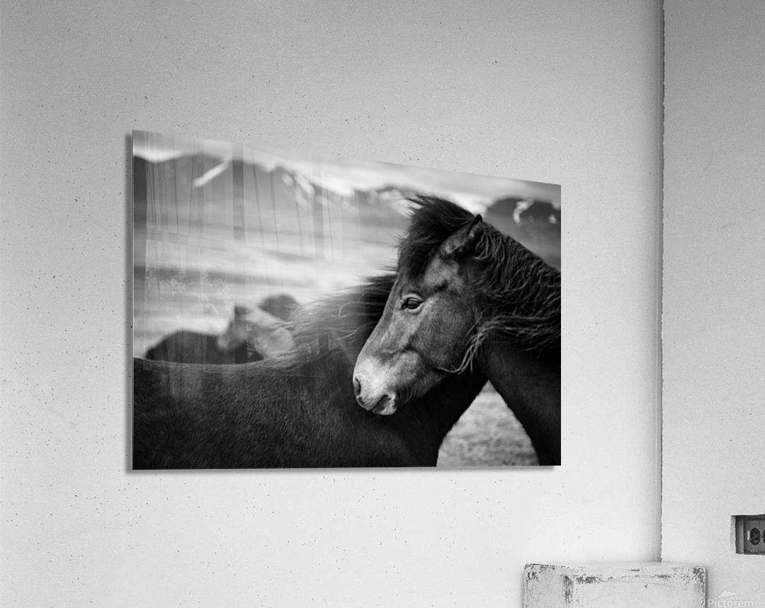 Icelandic Horses Acrylic Print