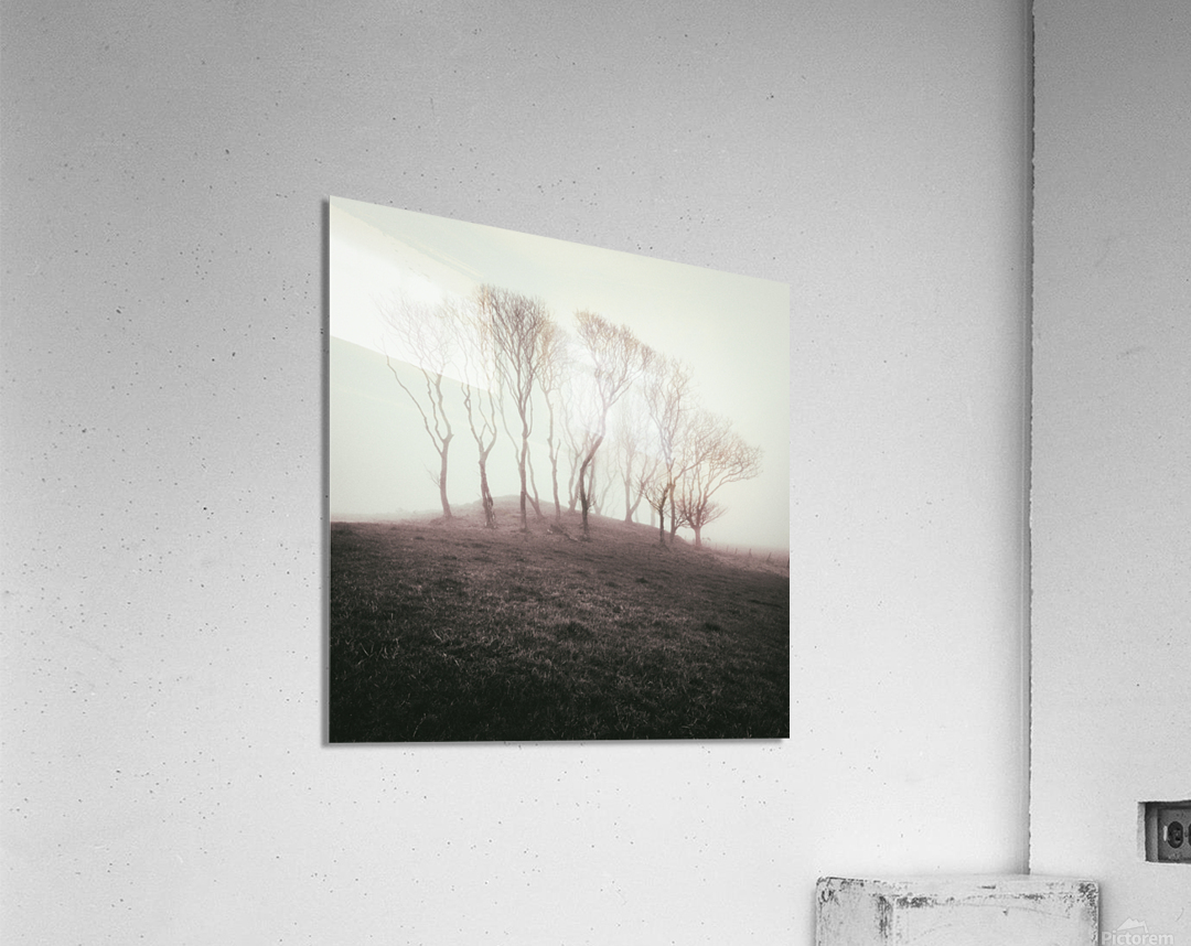 Misty Trees Acrylic Print