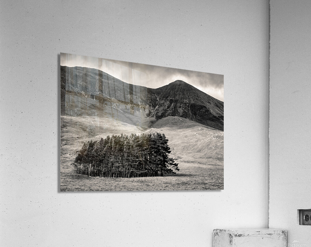 Torridon Trees Acrylic Print
